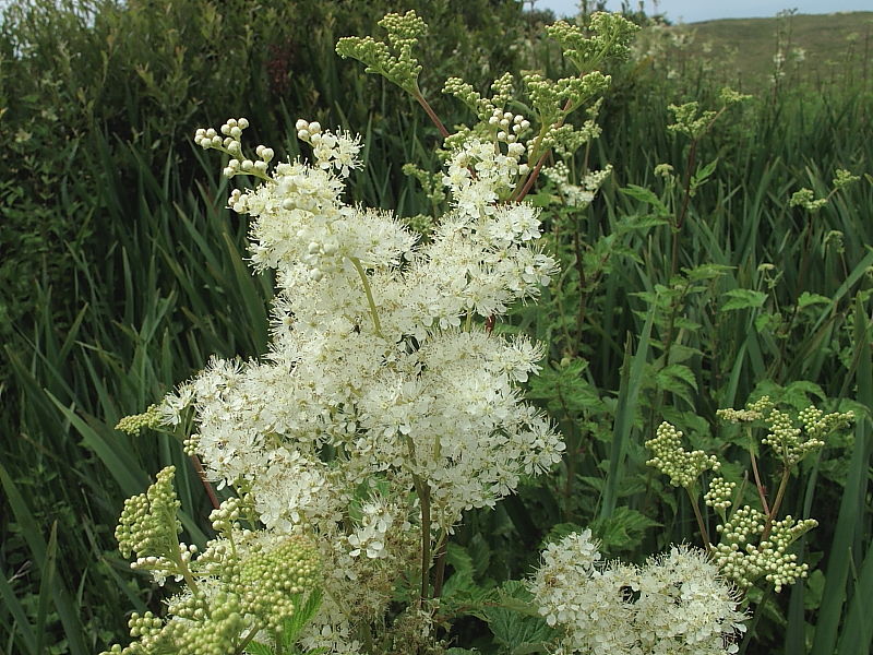 SURUČICA (Filipendula ulmaria L. / Spirea ulmaria L.)