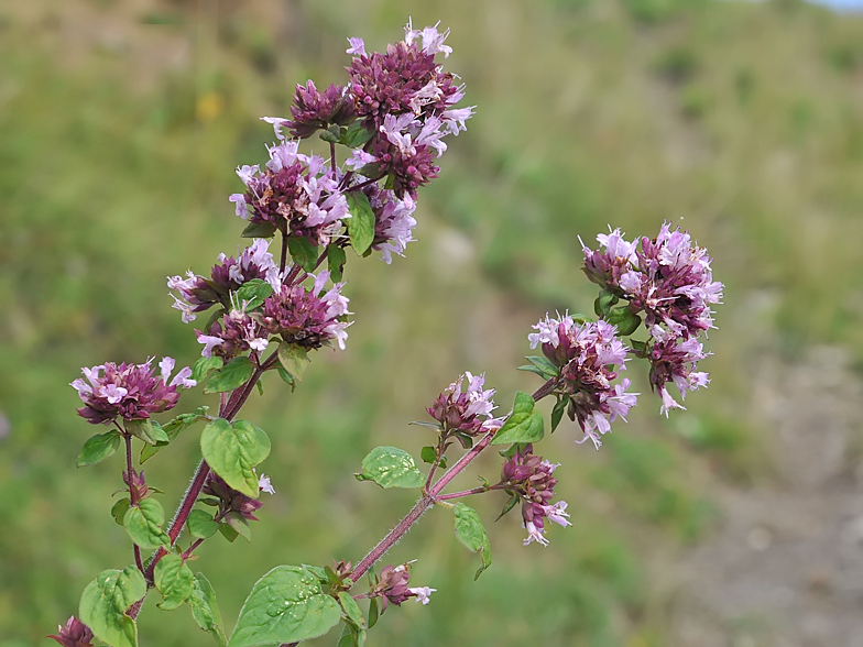 VRANILOVA TRAVA – DIVLJI ORIGANO (Origanum vulgare L.)