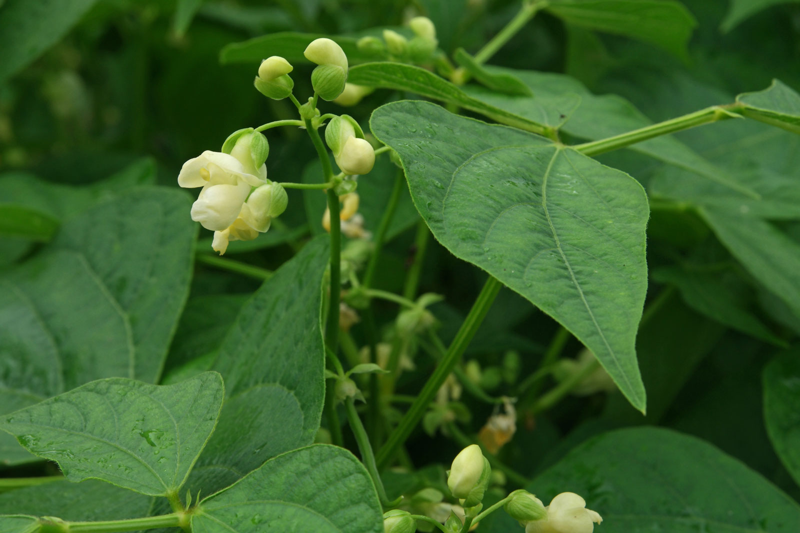 PASULJ (Phaseolus vulgaris L.)