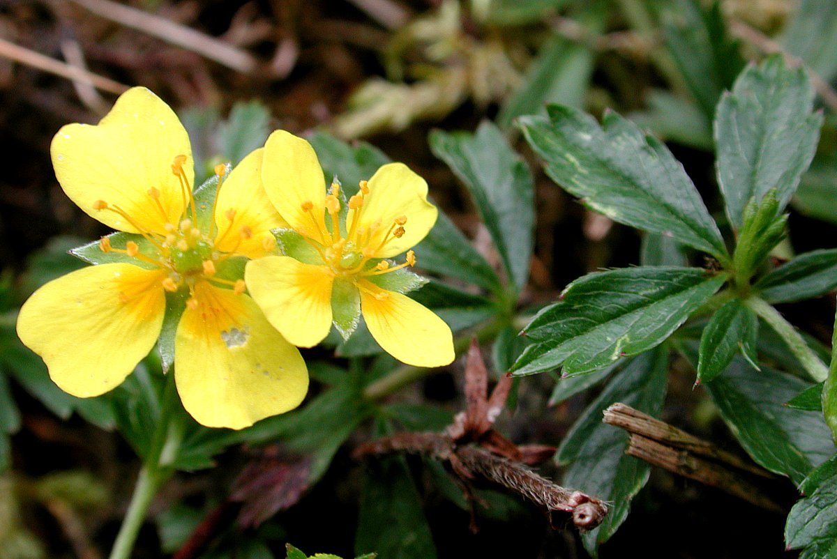 TRAVA OD SRDOBOLJE (Potentilla tormentilla Neck.)