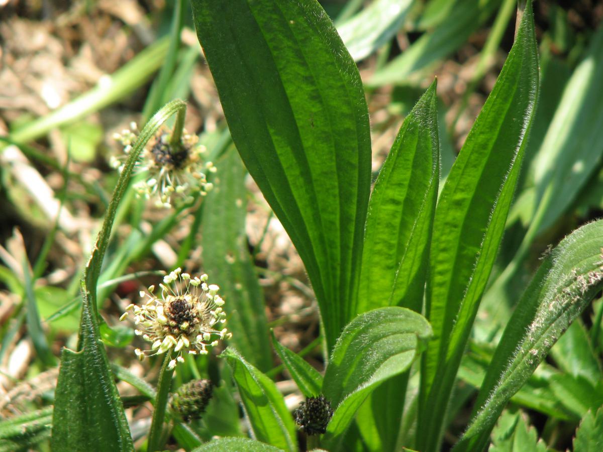ŽENSKA I MUŠKA BOKVICA (Plantago major L. / Plantago lanceolata L.)