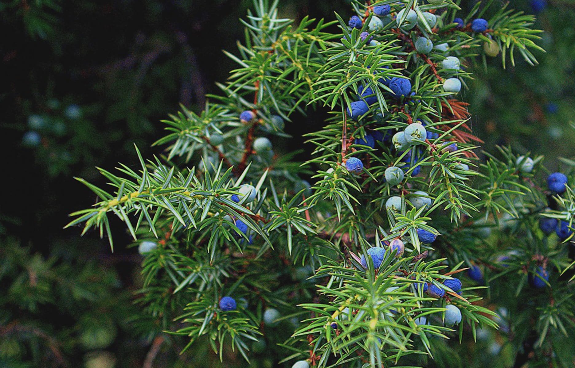 KLEKA (Juniperus communis L.)