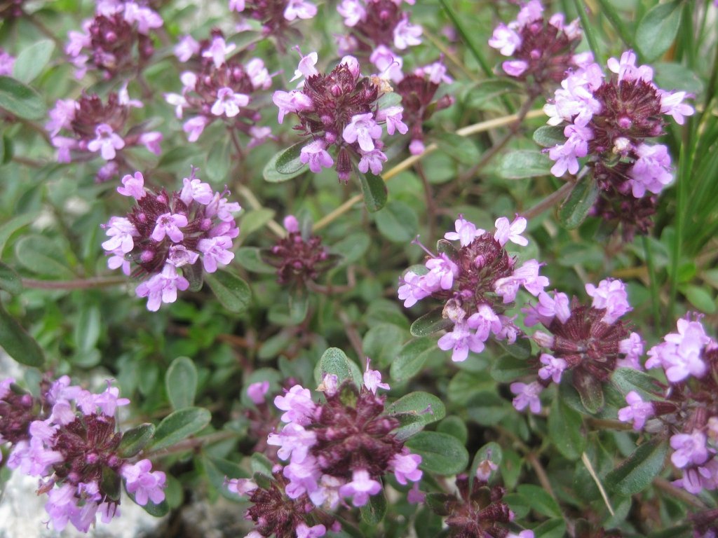 MAJKINA DUŠICA (Thymus serpyllum L.)