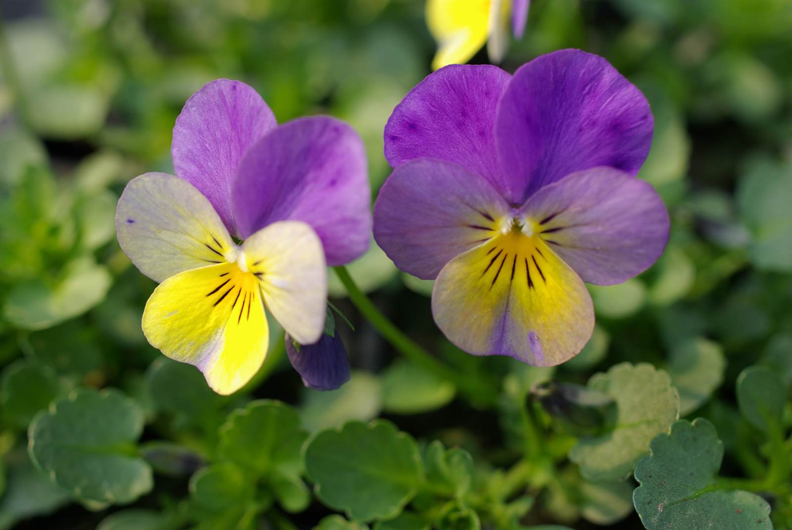 TROBOJNA LJUBIČICA (Viola tricolor L.)