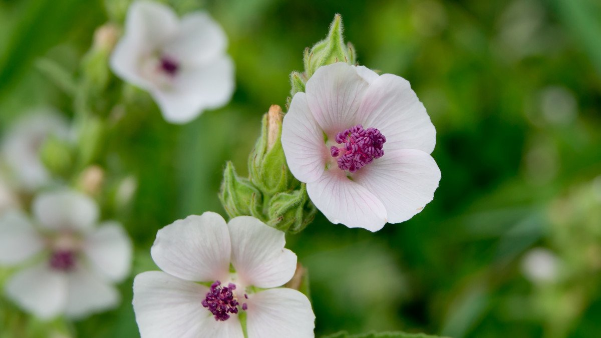 BELI SLEZ (Althaea officinalis L.)