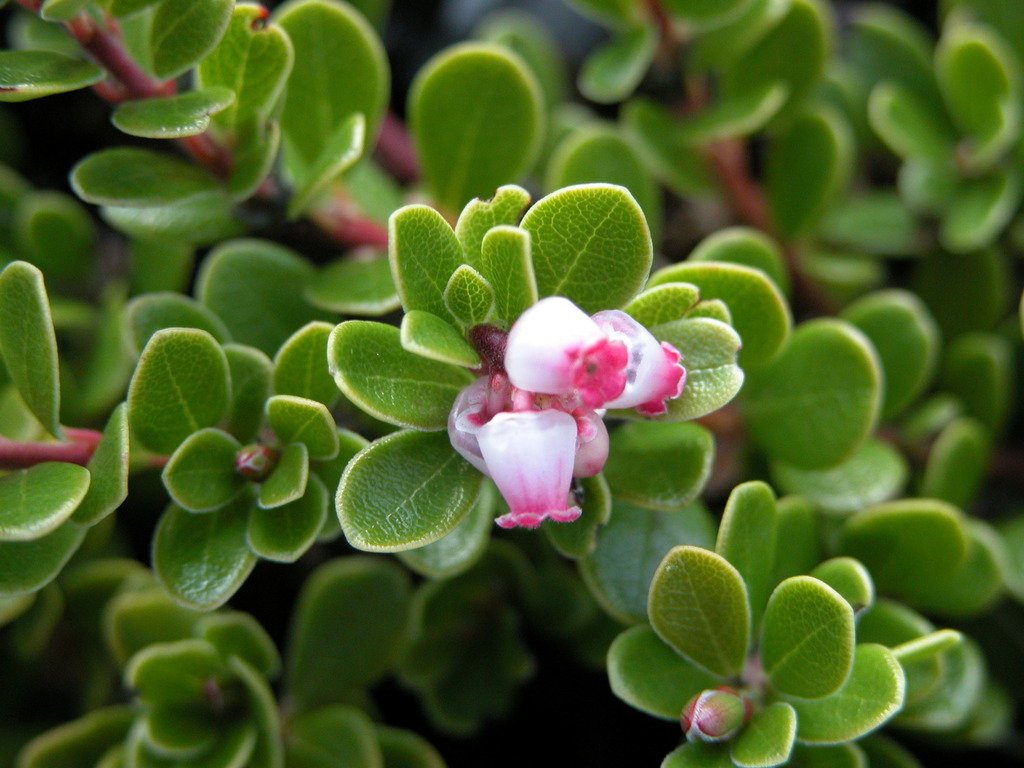 MEDVETKA – MEDVEĐE GROŽĐE (Arctostaphylos uva-ursi L.)