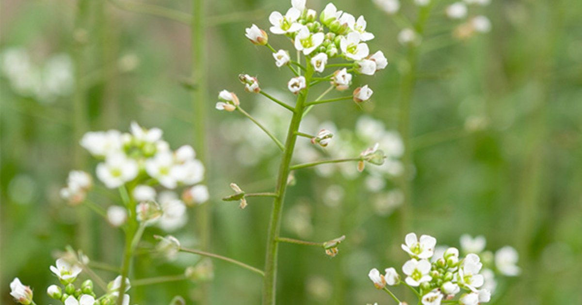 RUSOMAČA (Capsella bursa-pastoris L.)