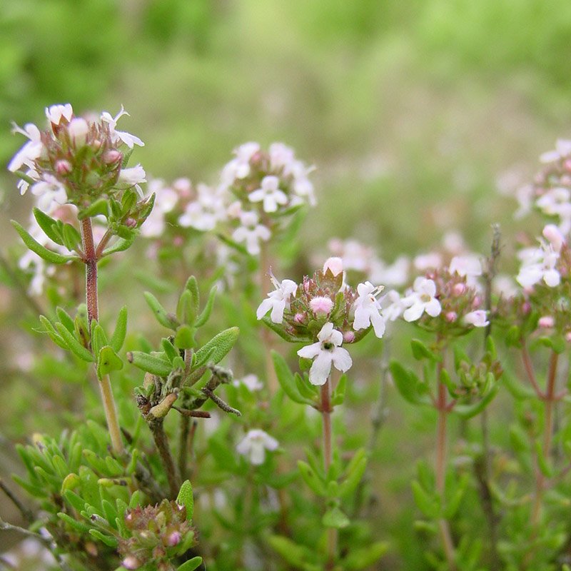 TIMIJAN (Thymus vulgaris L.)