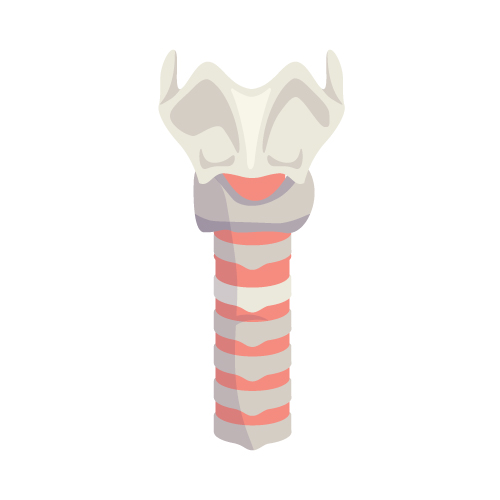 Donji disajni putevi