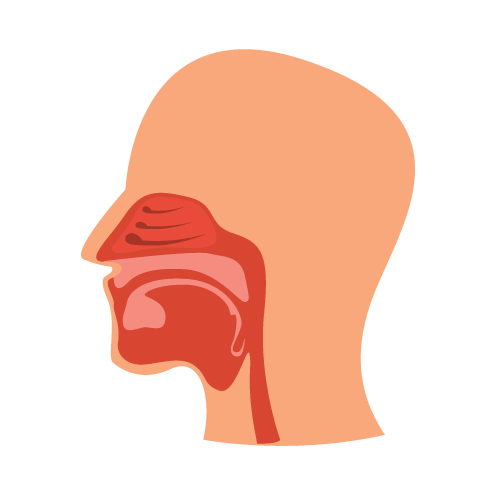 Gornji disajni putevi