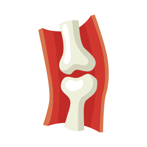 Koštano-mišićni sistem
