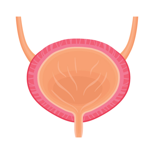 Mokraćni kanali i bešika