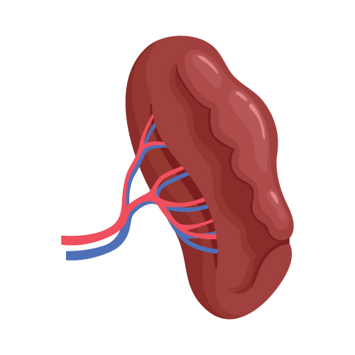 Slezina i imuni sistem